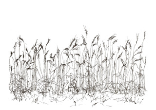 Koren zwart wit, inkt en aquarel, serie Silence